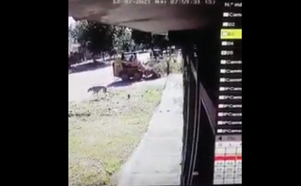 VIDEO: Obrero de una contratista mató intencionalmente con su microcargadora a un perro