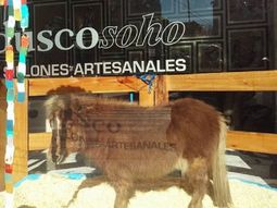El poni estaba en la vidriera del local bajo los rayos del sol y no recibía alimento