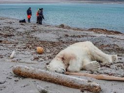 Mataron a un oso polar que atacó a un guía turístico