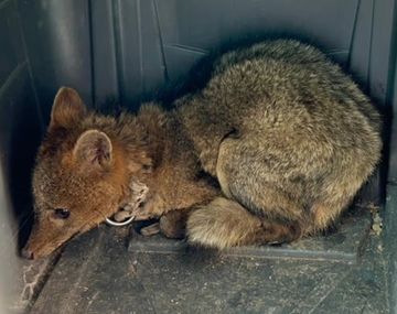 Agentes de la Policía Federal Argentina allanaron el predio y notificaron a una mujer por infracción a las leyes de fauna. Foto: PFA.