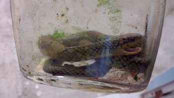 un nene de un ano encontro una serpiente venenosa y la mato a mordiscos un nene de un ano encontro una serpiente venenosa y la mato a mordiscos