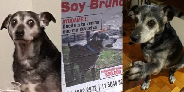Ofrecen 20 mil pesos de recompensa por encontrar a Bruno, el perro del pueblo