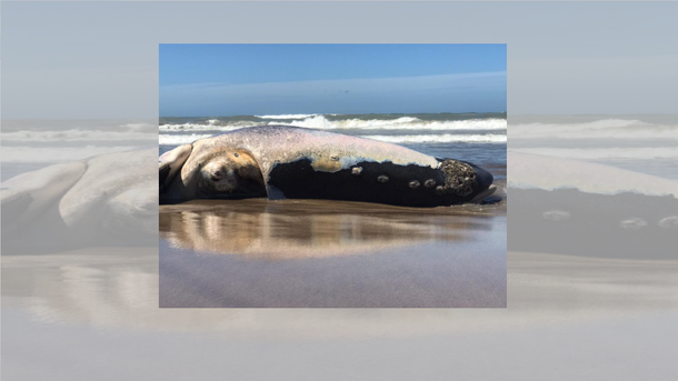 Hallaron restos de una ballena en Necochea