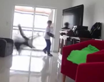 Este gato es un campeón del mundo