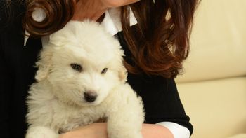 simon, el nuevo perro de cfk, furor en las redes simon, el nuevo perro de cfk, furor en las redes