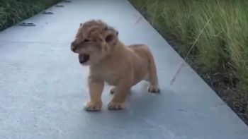 las redes sociales explotaron con el rugido de un cachorro de leon: mira el video las redes sociales explotaron con el rugido de un cachorro de leon: mira el video