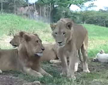 VIDEO: El susto de una familia en pleno safari