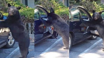 una pareja de luna de miel se encontro con un oso ladron de autos una pareja de luna de miel se encontro con un oso ladron de autos
