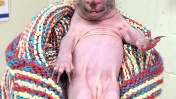 rescatistas ayudan a la cria de una rara especie rescatistas ayudan a la cria de una rara especie