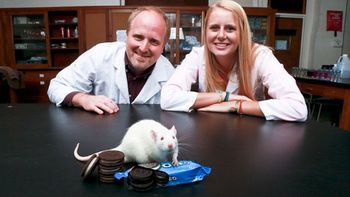 afirman que famosas galletitas son adictivas como la cocaina afirman que famosas galletitas son adictivas como la cocaina