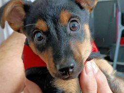 La dramática historia de Coco: un perro está retenido en Ezeiza hace dos días