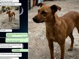 Perdió a su perra y quisieron estafarla usando inteligencia artificial Perdió a su perra y quisieron estafarla usando inteligencia artificial