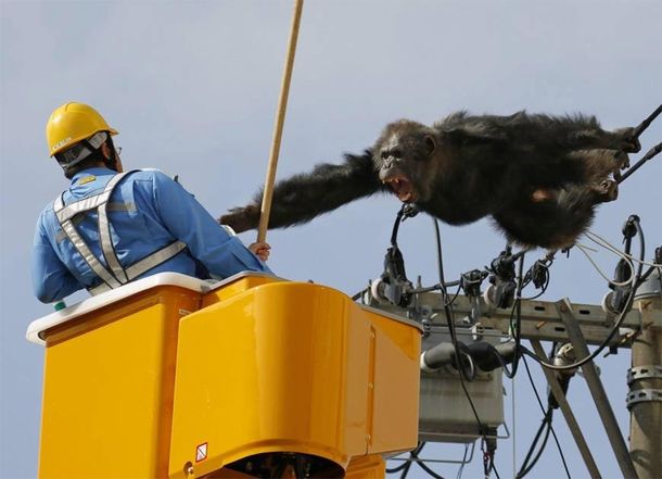 Un chimpancé se escapó del zoológico y estuvo dos horas colgado de un cable
