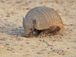 por matar una mulita, baleo a su suegra por matar una mulita, baleo a su suegra