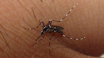 Mosquitos2 Mosquitos2