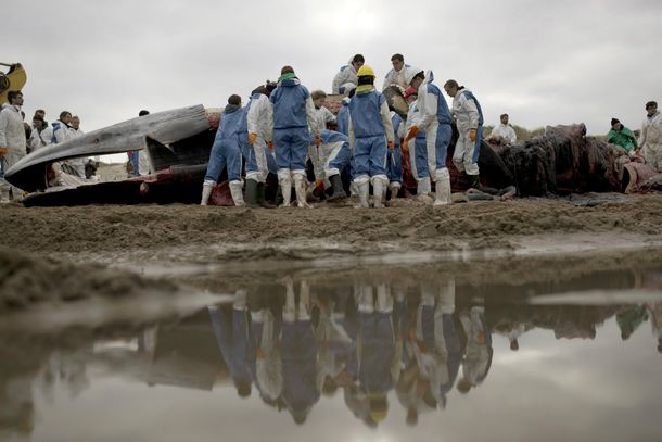 El rorcual puede pesar hasta 49 toneladas y es el segundo animal más grande del mundo
