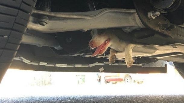 Un perro quedó atrapado durante 20 minutos debajo de una camioneta de Policía
