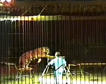 Un domador de tigres murió tras ser atacado por cuatro de sus felinos