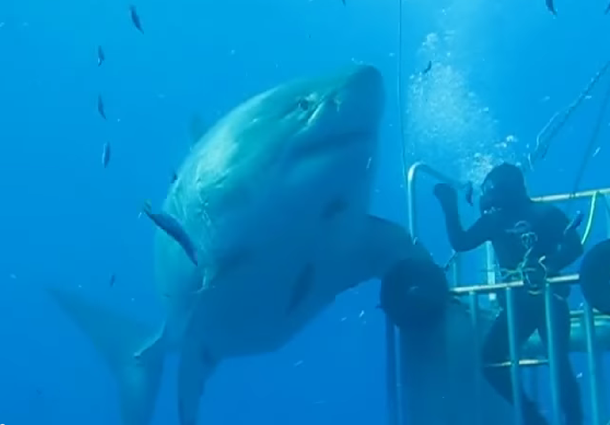 Bucearon con un super tiburón de 50 años que parece un dinosaurio