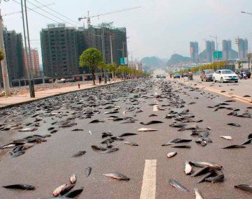 Lluvia de peces: el impactante fenómeno que sorprendió a Irán