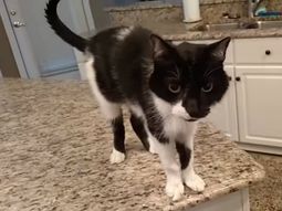 Jack es un gato muy especial y lo sabe