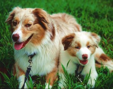 Una mujer mató a sus diez perros y luego se suicidó