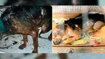 escracharon a un hombre que prendio fuego a un perro escracharon a un hombre que prendio fuego a un perro