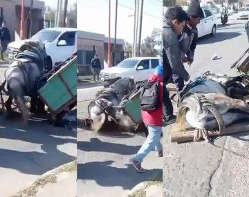 Indignación en Santiago del Estero por un caso de maltrato animal que se hizo viral