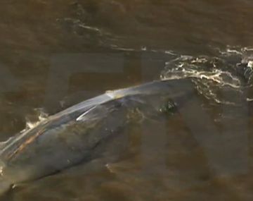 Una ballena quedó varada en el Río de la Plata