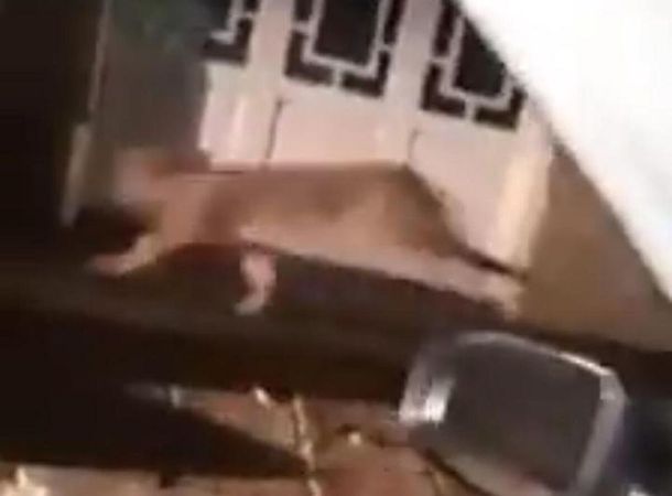 Coronel Dorrego: terror por un puma suelto