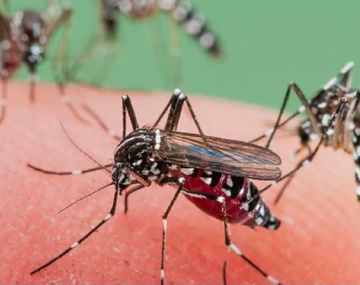 Cuándo se van los mosquitos del AMBA: los detalles