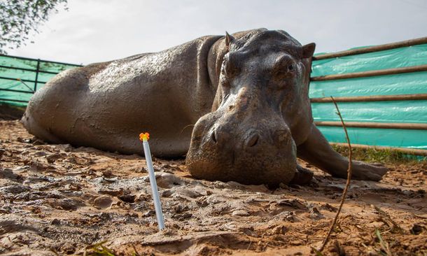 Trasladan hipopótamos de Pablo Escobar a la India y México