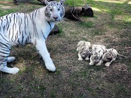 nacen trillizos de tigre blanco en el zoo de buenos aires nacen trillizos de tigre blanco en el zoo de buenos aires