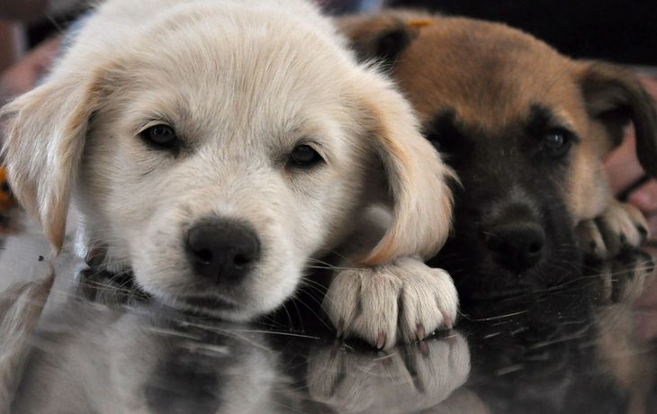 Proponen matar a todos los perros