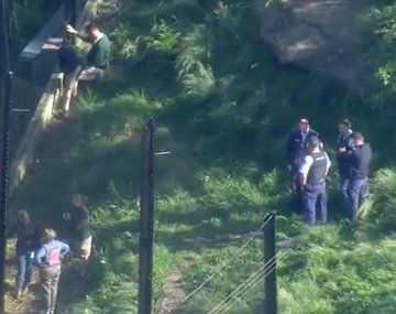 Un zoológico de Sídney cerró luego de que se escaparan cinco leones