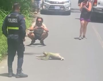 Agentes de tránsito cortaron una autopista para que pueda cruzar un perezoso