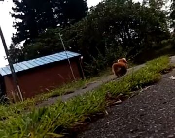 Fingió que se desmayó para ver qué hacía su perro y se llevó una sorpresa