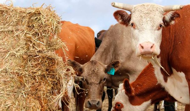 ¿Fin del maltrato animal? Crearon carne elaborada en un laboratorio