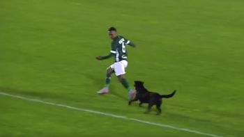 video: futbolista quiso atrapar a un perro, pero termino corriendo video: futbolista quiso atrapar a un perro, pero termino corriendo
