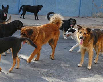Más de 50 perros y gatos envenenados