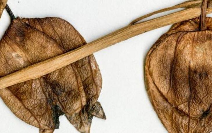 Encontraron al tomate más antiguo de la historia