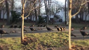 un grupo de pavos le hizo un funeral en circulos a un gato muerto un grupo de pavos le hizo un funeral en circulos a un gato muerto