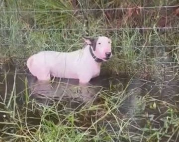 El perro tenía las patas sumergidas en el agua de la lluvia y estaba atado a un cerco.