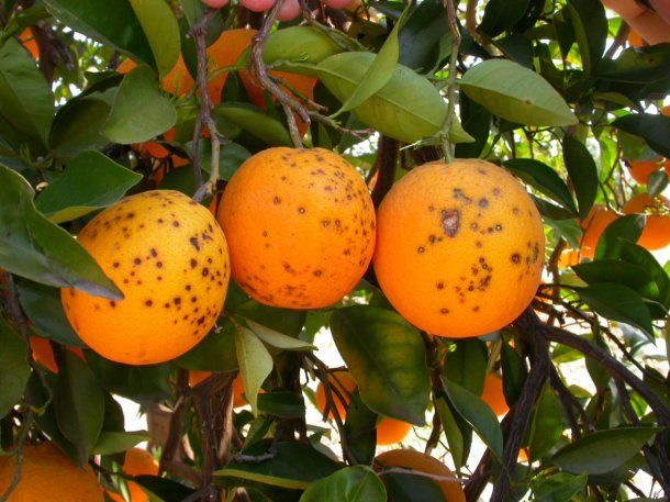 El INTA alertó sobre la mancha negra en cítricos: de qué se trata