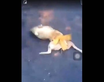 VIDEO: Hinchas de River revolearon a un lechón muerto en Libertador