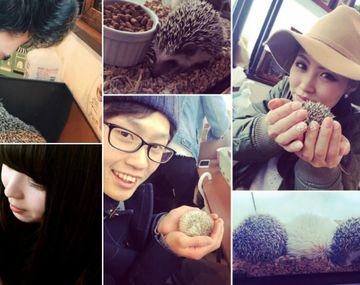 Abrieron un café dedicado a los erizos