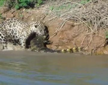 Increíble salto de jaguar para cazar cocodrilo