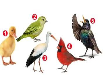 Test viral: el ave que elijas revelará rasgos sobre vos