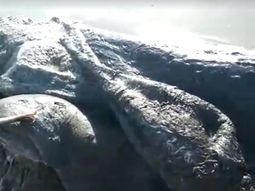 video: encontraron un desconocido y extrano animal maritimo en acapulco video: encontraron un desconocido y extrano animal maritimo en acapulco