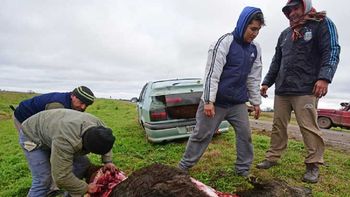 volco un camion jaula y los vecinos carnearon a los animales en plena ruta volco un camion jaula y los vecinos carnearon a los animales en plena ruta